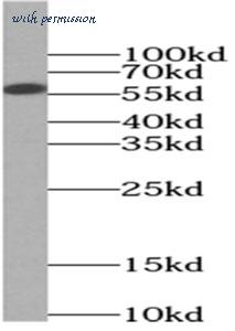MyBioSource MBS7602727 image 3