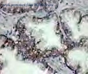 MyBioSource MBS7603160 image 1