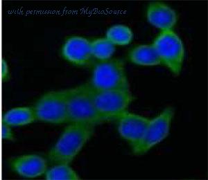 MyBioSource MBS7603160 image 2