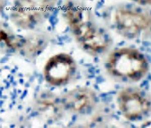 MyBioSource MBS7603208 image 1