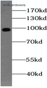MyBioSource MBS7603208 image 2
