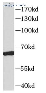 MyBioSource MBS7603345 image 2
