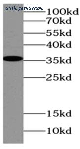 MyBioSource MBS7603782 image 1