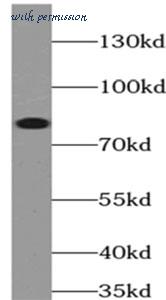 MyBioSource MBS7603868 image 3