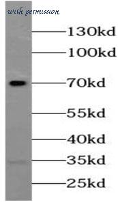 MyBioSource MBS7604043 image 2