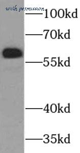 MyBioSource MBS7604102 image 1