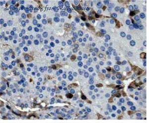 MyBioSource MBS7604145 image 1