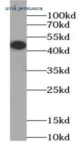 MyBioSource MBS7604145 image 2