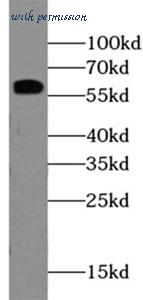 MyBioSource MBS7604415 image 2