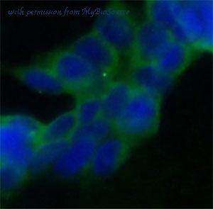 MyBioSource MBS7604588 image 2