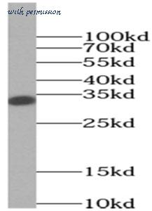 MyBioSource MBS7604616 image 1