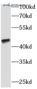 MyBioSource MBS7604620 image 1