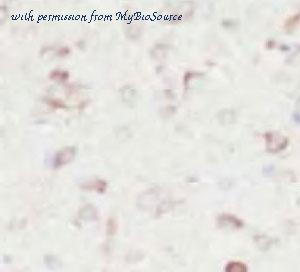 MyBioSource MBS7604738 image 1