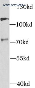 MyBioSource MBS7604738 image 2