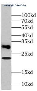 MyBioSource MBS7604995 image 2