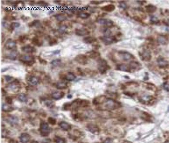 MyBioSource MBS7605056 image 1
