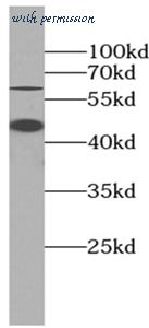 MyBioSource MBS7605056 image 3