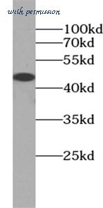 MyBioSource MBS7605273 image 2