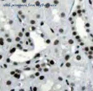 MyBioSource MBS7605422 image 1