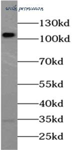 MyBioSource MBS7605422 image 2