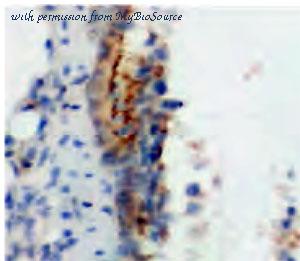MyBioSource MBS7605500 image 1