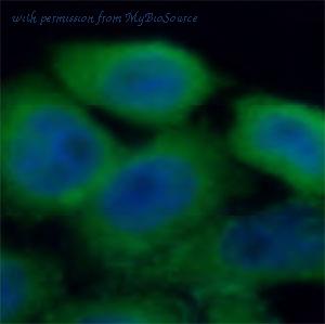 MyBioSource MBS7605500 image 2