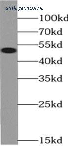 MyBioSource MBS7605500 image 3