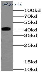 MyBioSource MBS7605518 image 1