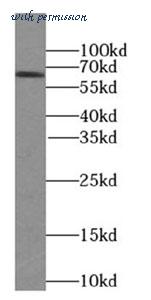 MyBioSource MBS7605982 image 2