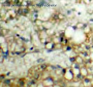 MyBioSource MBS766275 image 1