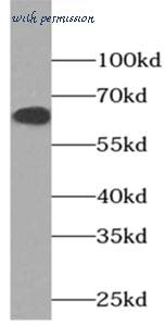 MyBioSource MBS766275 image 2