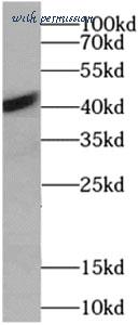 MyBioSource MBS766558 image 2