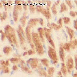 MyBioSource MBS766629 image 1