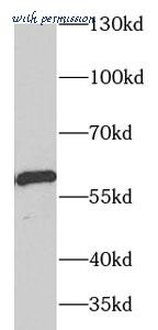 MyBioSource MBS766842 image 2