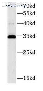 MyBioSource MBS766936 image 1