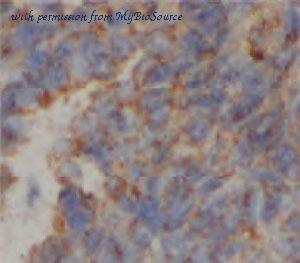 MyBioSource MBS766937 image 1