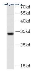 MyBioSource MBS766937 image 2
