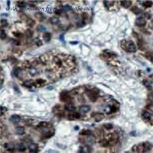 MyBioSource MBS766981 image 1