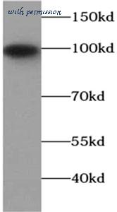 MyBioSource MBS766981 image 2