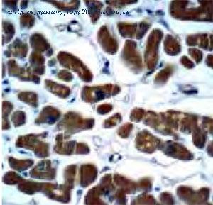 MyBioSource MBS767104 image 1