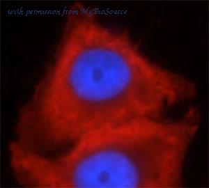 MyBioSource MBS767104 image 2