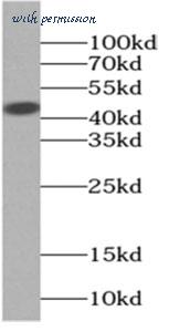 MyBioSource MBS767104 image 3