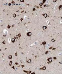 MyBioSource MBS767403 image 1