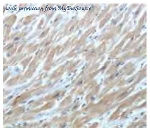 MyBioSource MBS767505 image 1