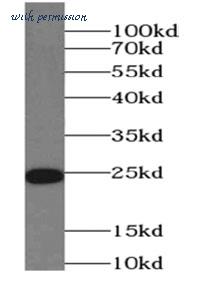 MyBioSource MBS767505 image 2