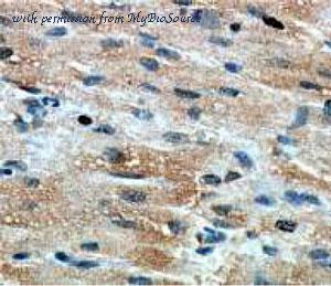 MyBioSource MBS767506 image 1