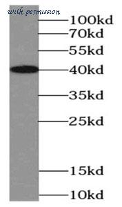 MyBioSource MBS767506 image 2