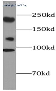 MyBioSource MBS767569 image 2