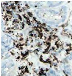 MyBioSource MBS767580 image 1