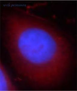 MyBioSource MBS767580 image 2
